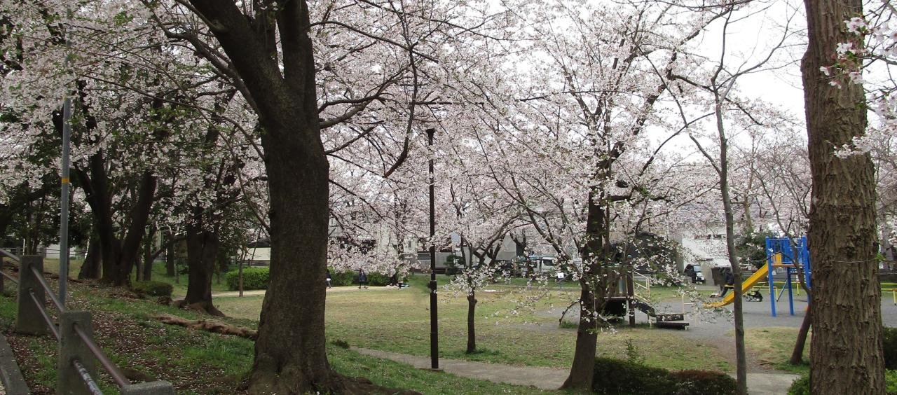 桜　公園